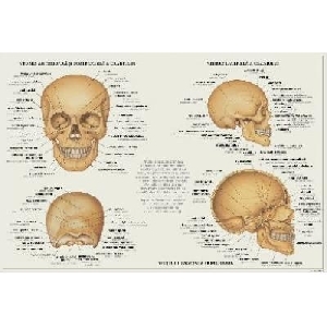 Craniul Uman (45 x 30 cm)