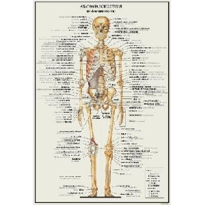 Anatomia Scheletului - vedere anterioara (30 x 45 cm)