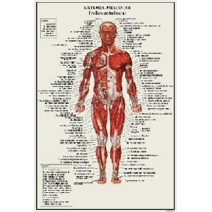 Sistemul Muscular - vedere frontala (41 x 61 cm)