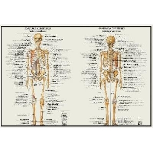 Anatomia Scheletului (61 x 41 cm)