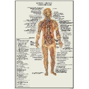 Sistemul Limfatic (61 x 91 cm)