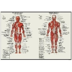 Sistemul Muscular (91 x 61 cm)