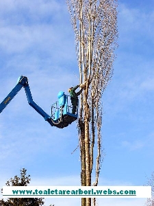 Toaletari arbori