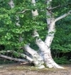 Betula Papyfera